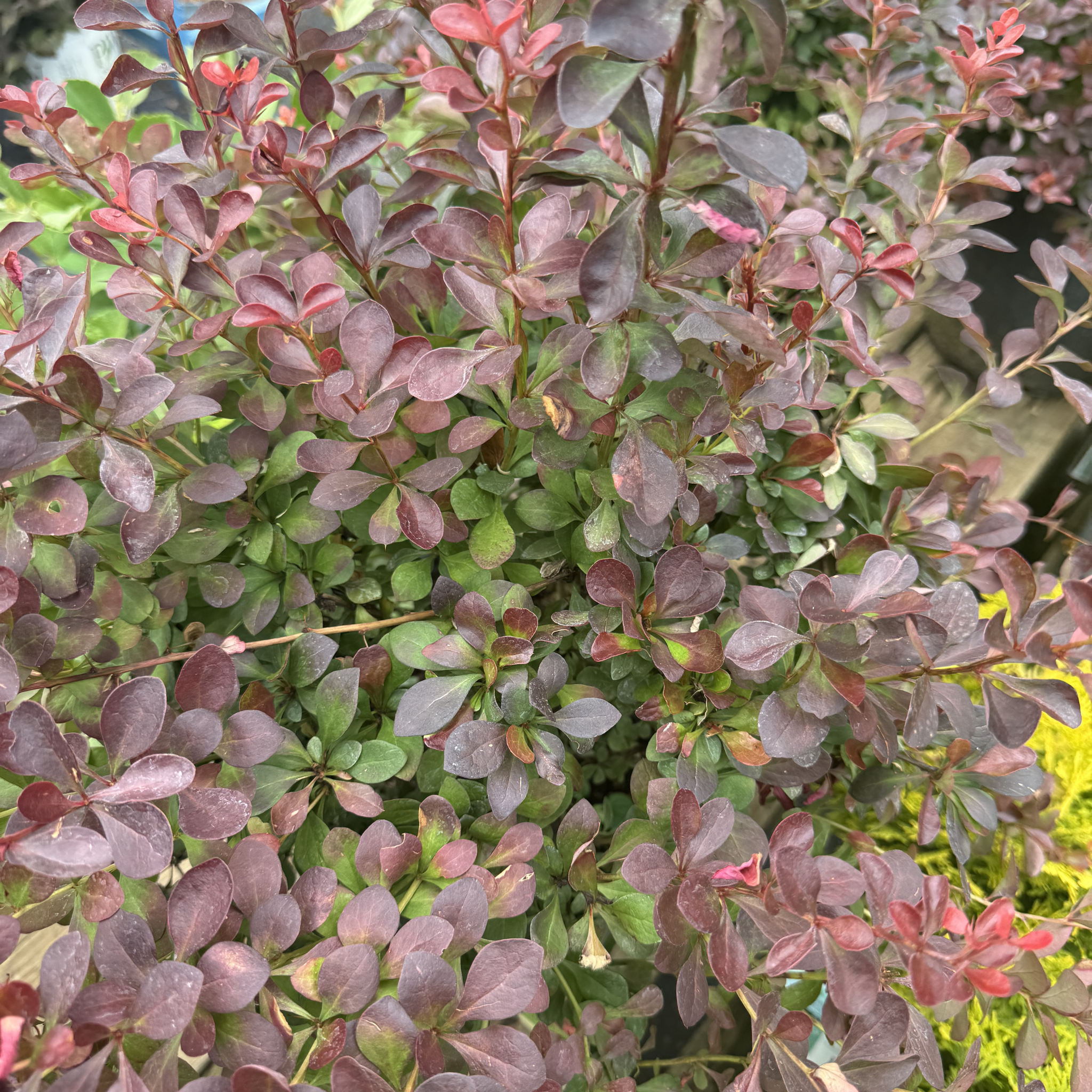 Crimson Pygmy Barberry