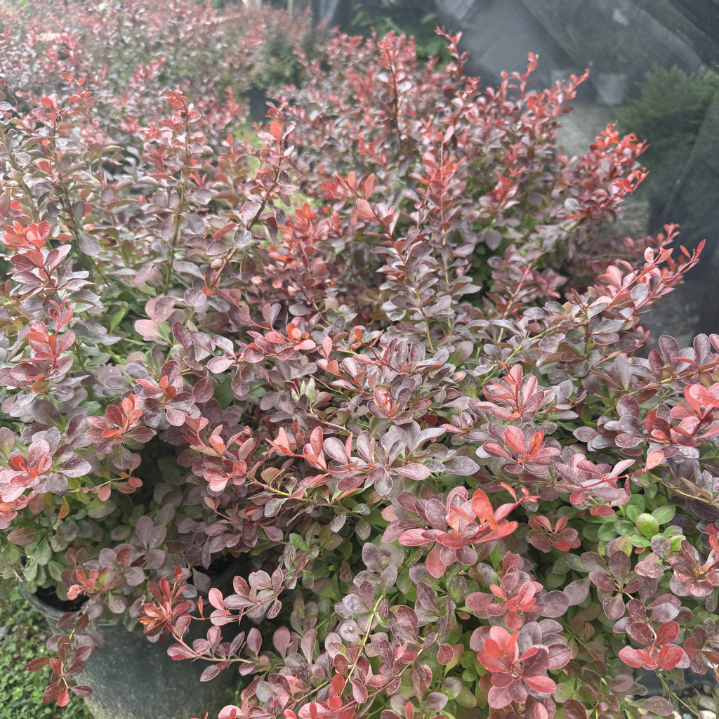 Crimson Pygmy Barberry