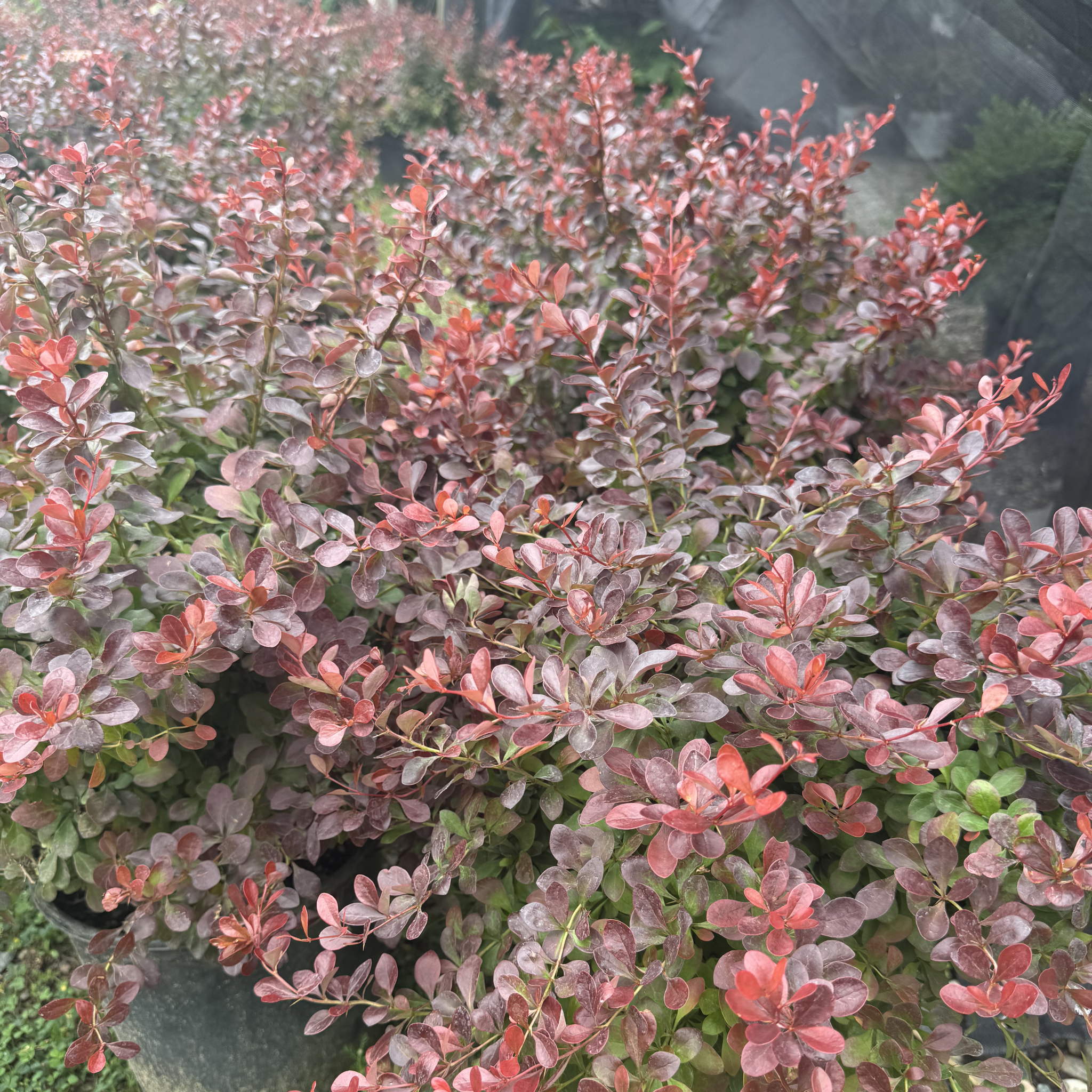 Crimson Pygmy Barberry