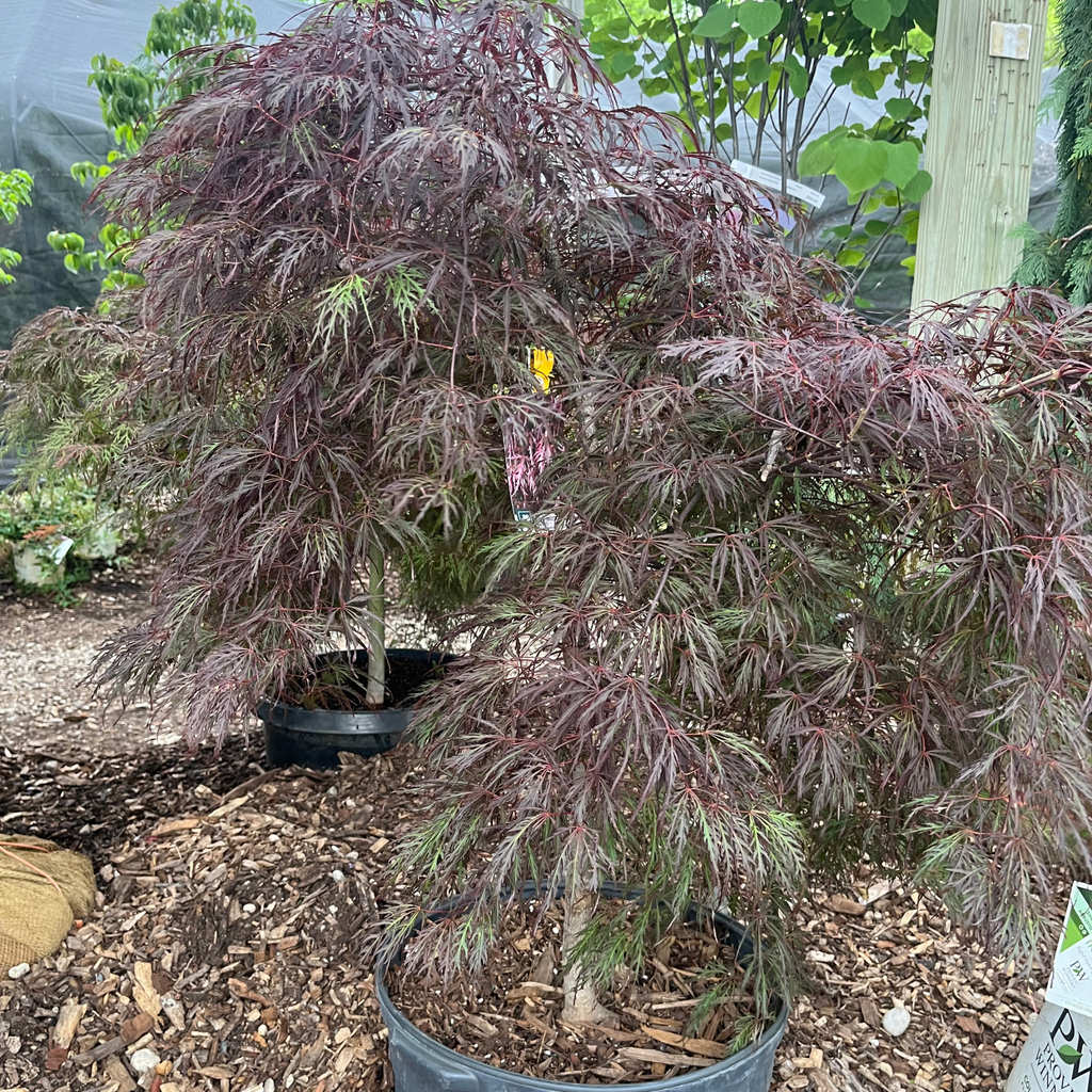 Crimson Queen Lace Leaf Japanese Maple