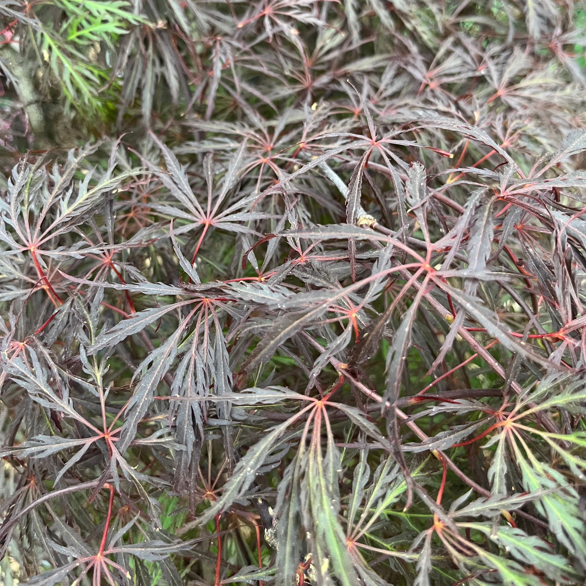 Crimson Queen Lace Leaf Japanese Maple