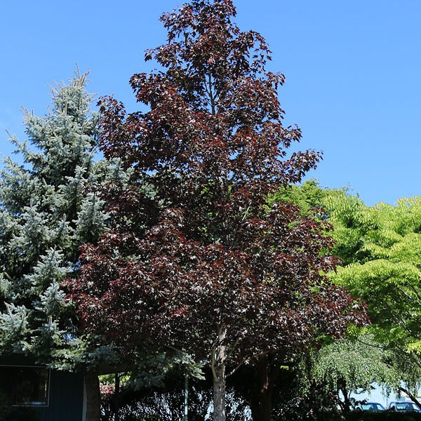 Crimson Sunset Maple