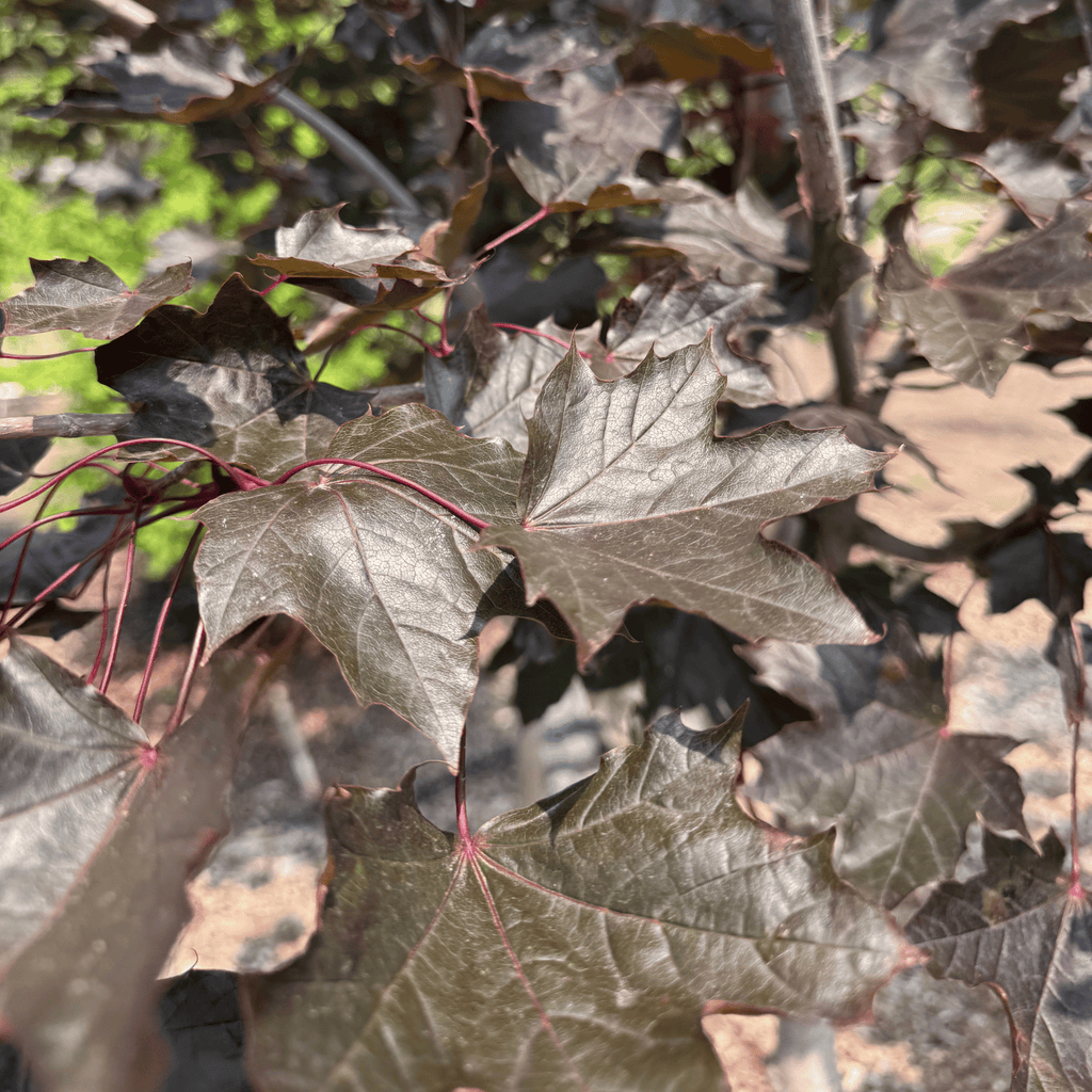 Crimson King Maple