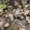 Crimson King Maple