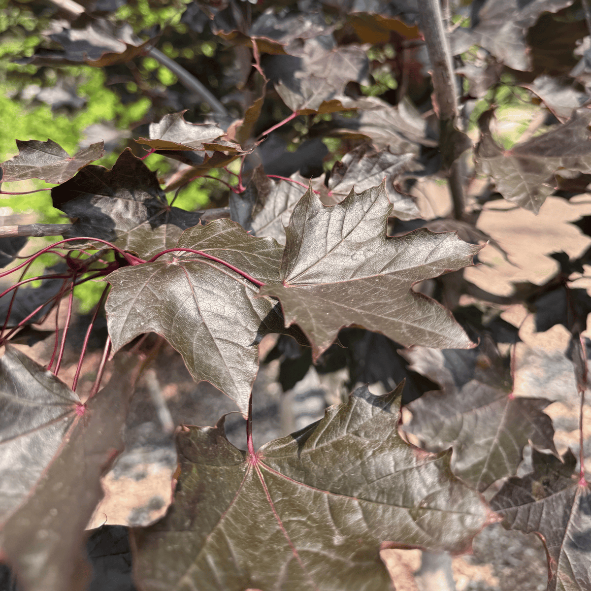 Crimson King Maple