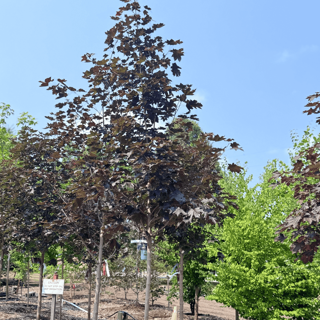 Crimson King Maple