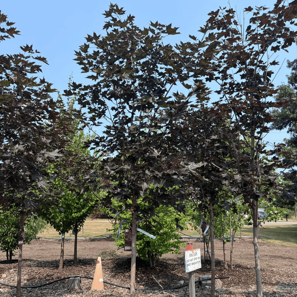 Crimson Sunset Maple