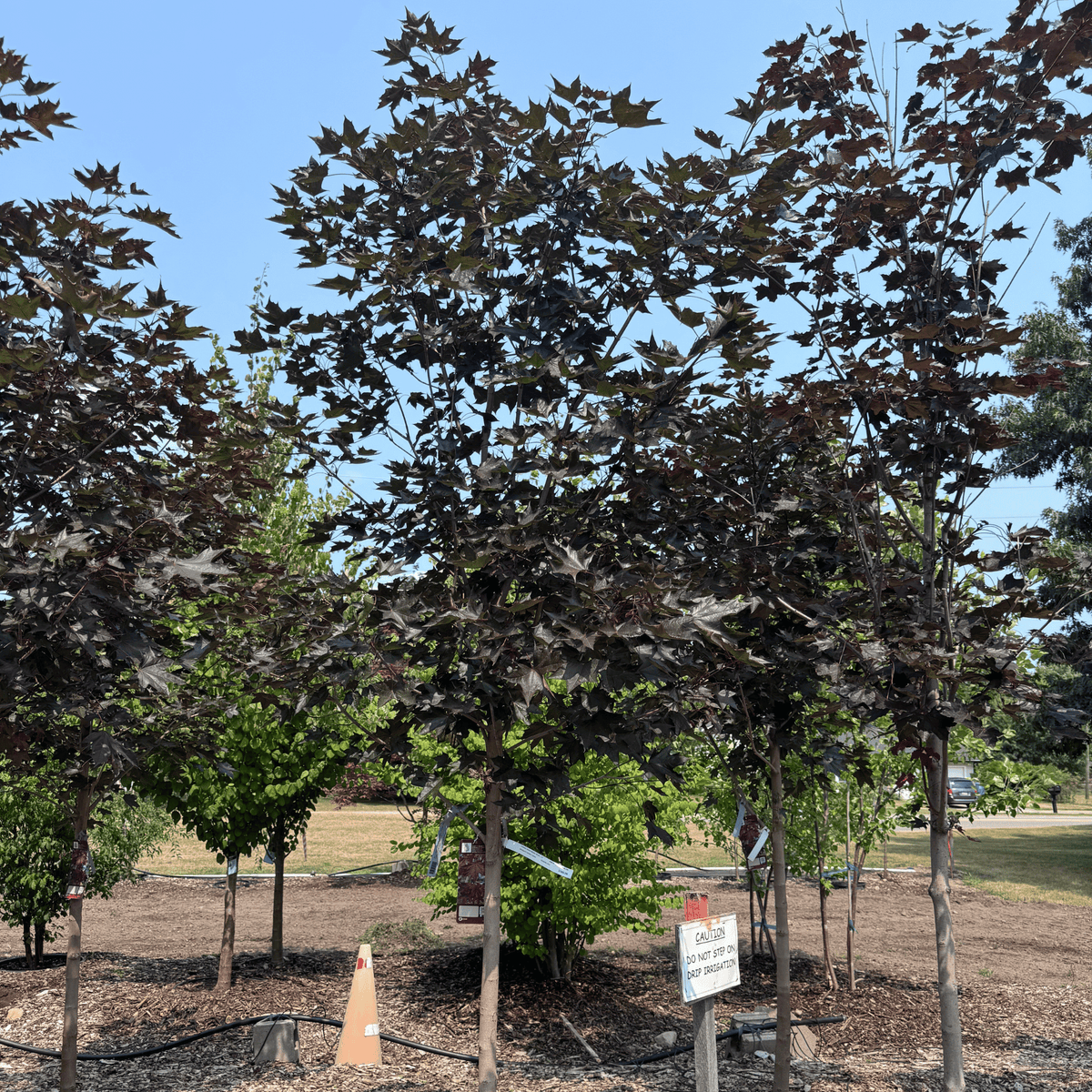 Crimson Sunset Maple
