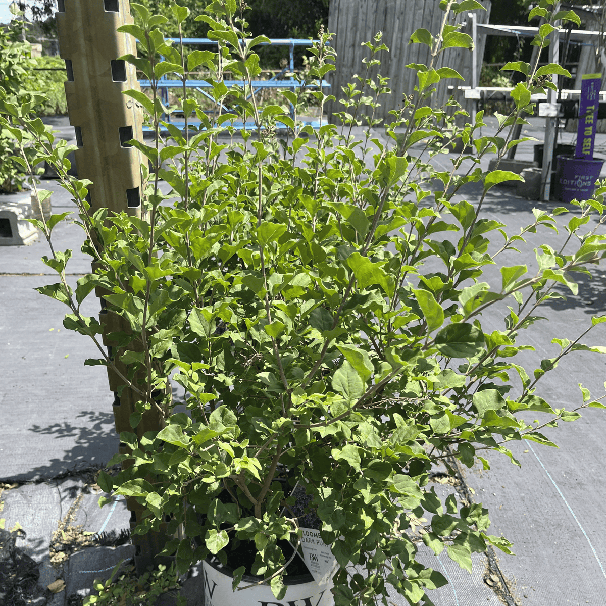 Dark Purple Bloomerang Lilac Shrub