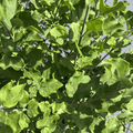 Dark Purple Bloomerang Lilac Shrub