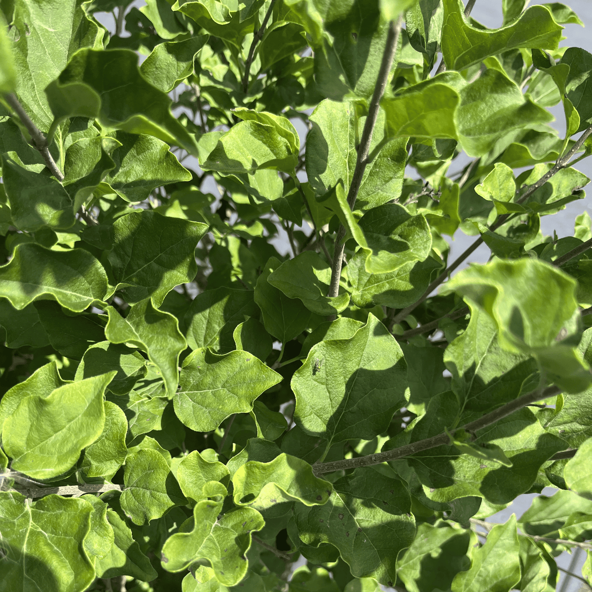 Dark Purple Bloomerang Lilac Shrub