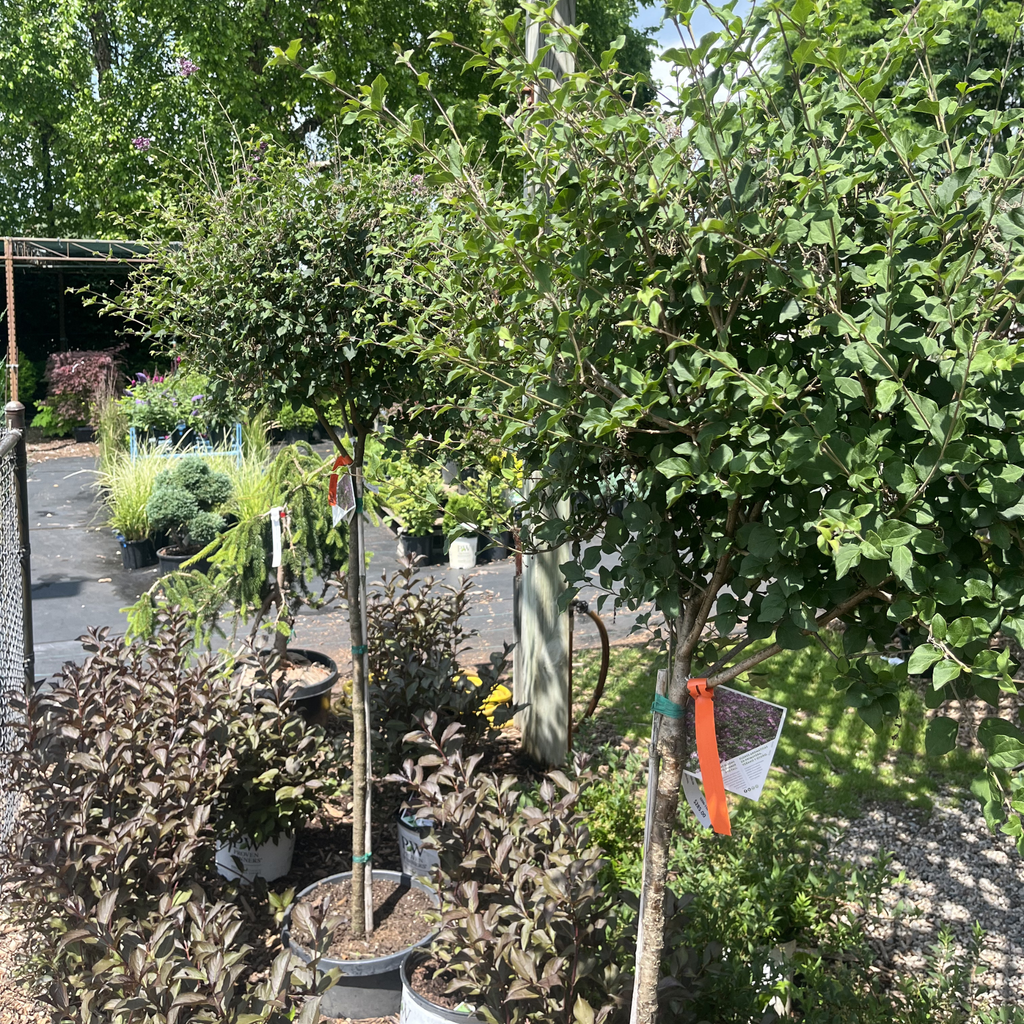 Bloomerang Lilac on standard