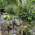Bloomerang Lilac on standard