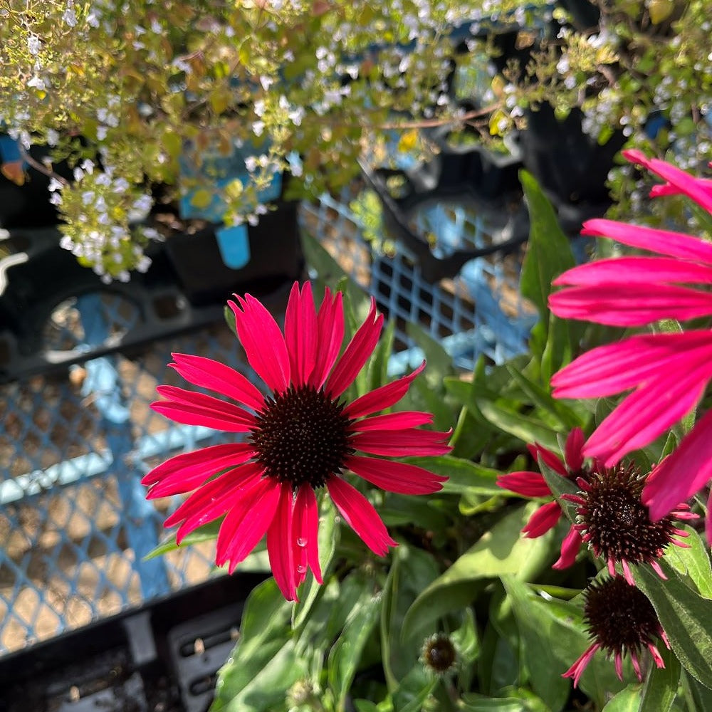 Dark Shadows Wicked Coneflower