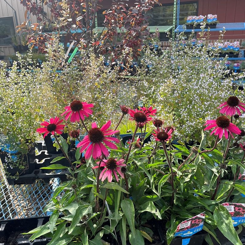 Dark Shadows Wicked Coneflower