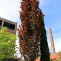 Dawyck Purple Beech