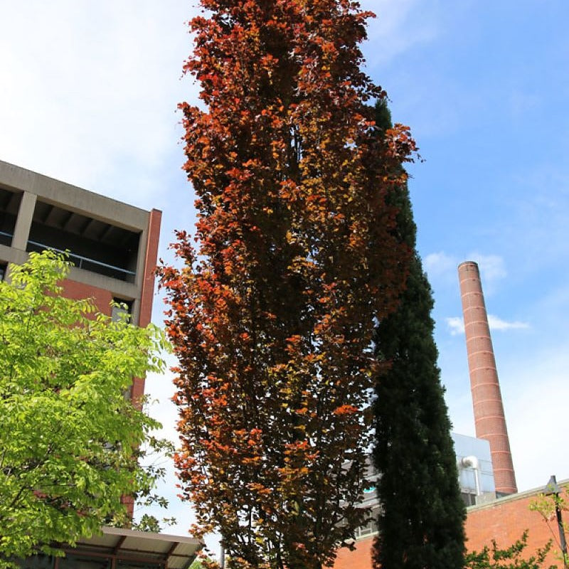 Dawyck Purple Beech