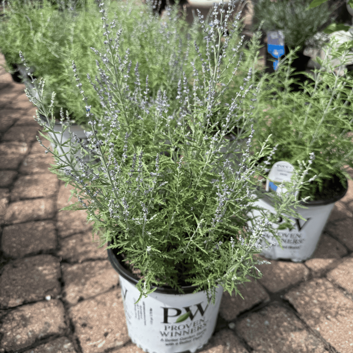 Denim 'n Lace® Russian Sage