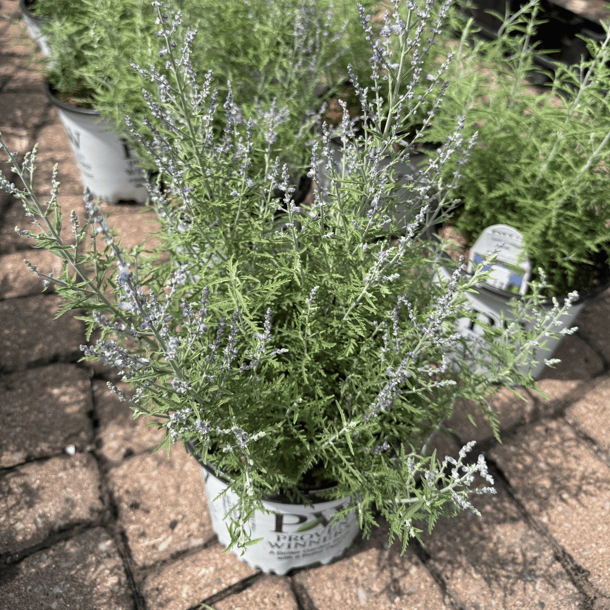 Denim 'n Lace® Russian Sage