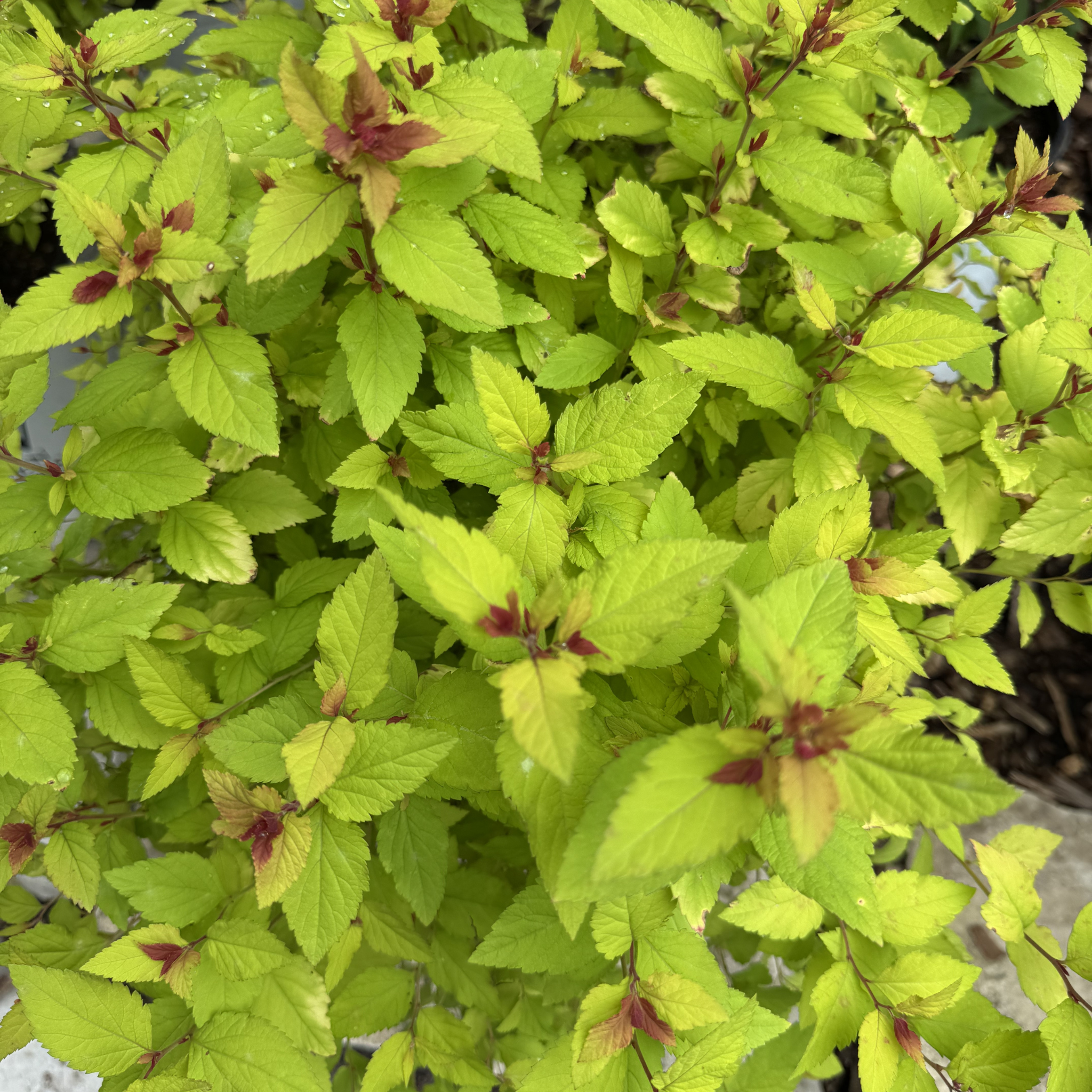 Double Play Dolly Spirea