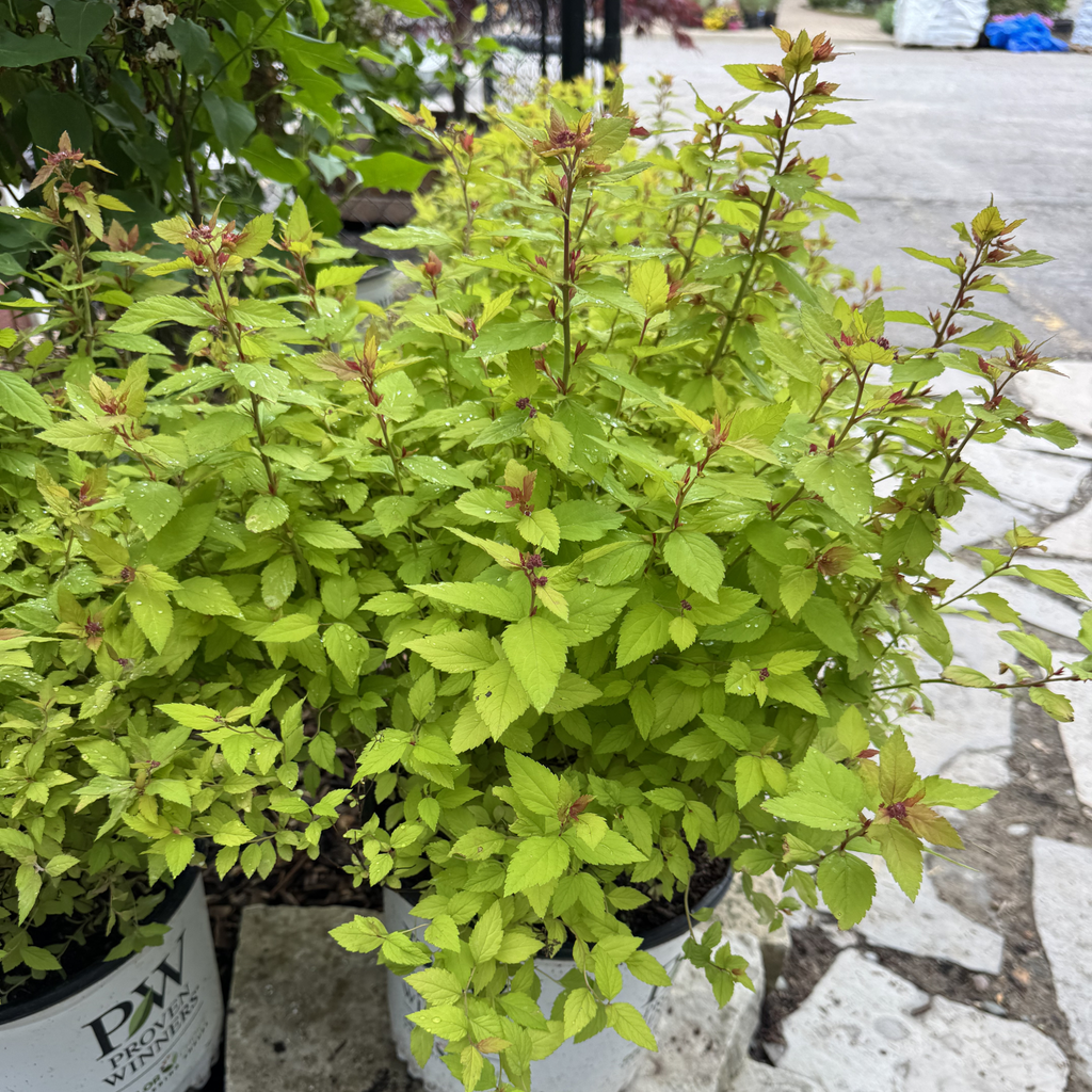 Double Play Dolly Spirea
