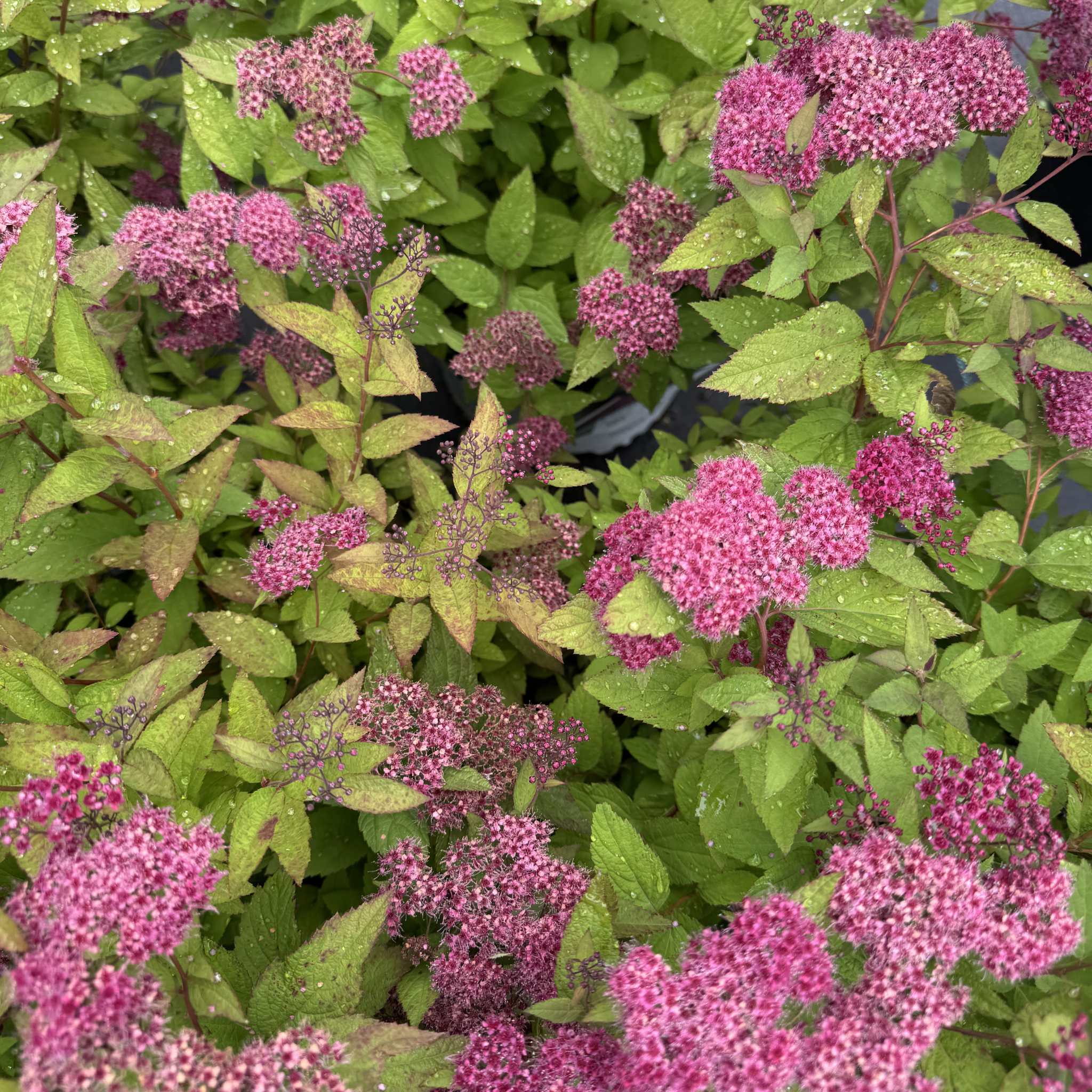 Double Play Red Spirea