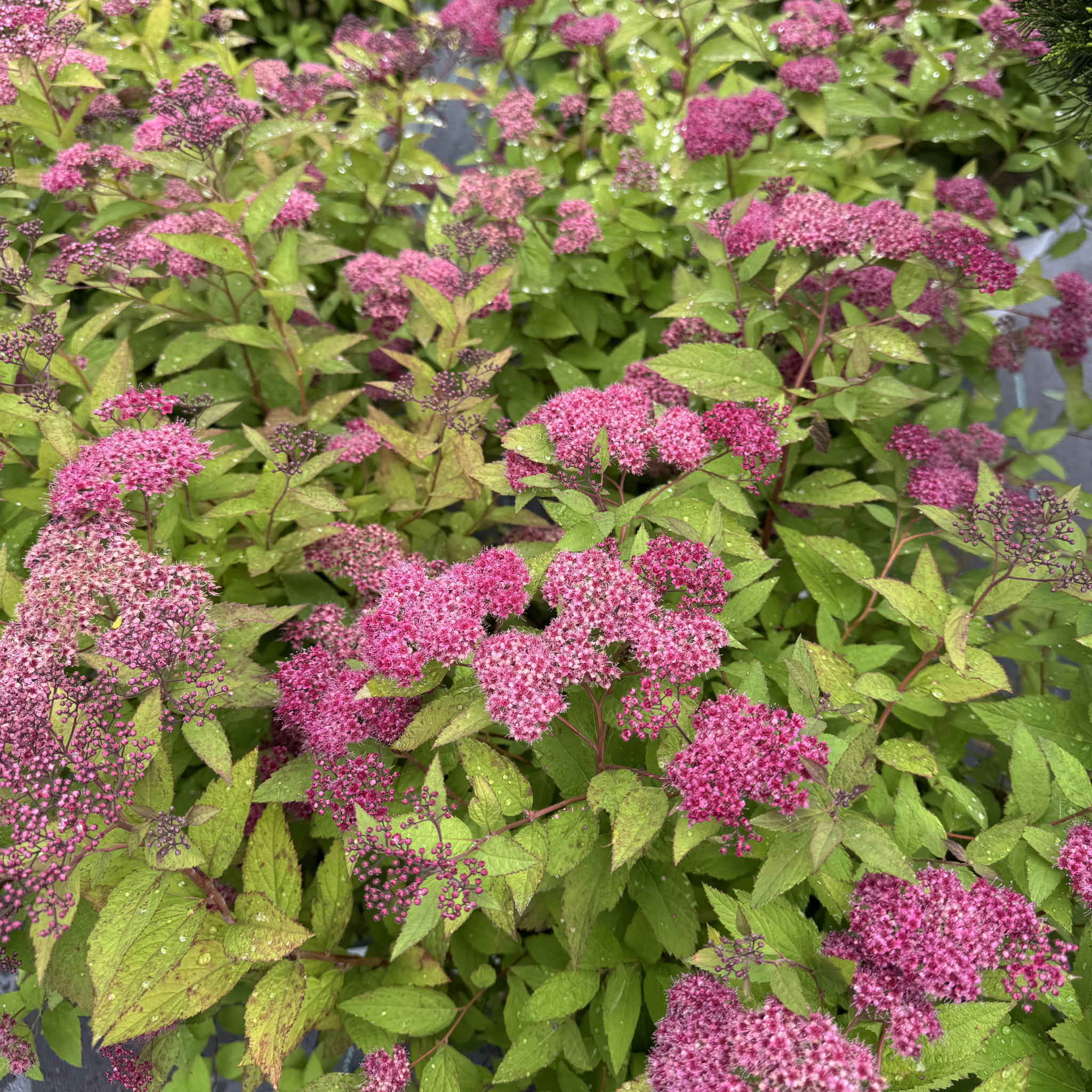 Double Play Red Spirea