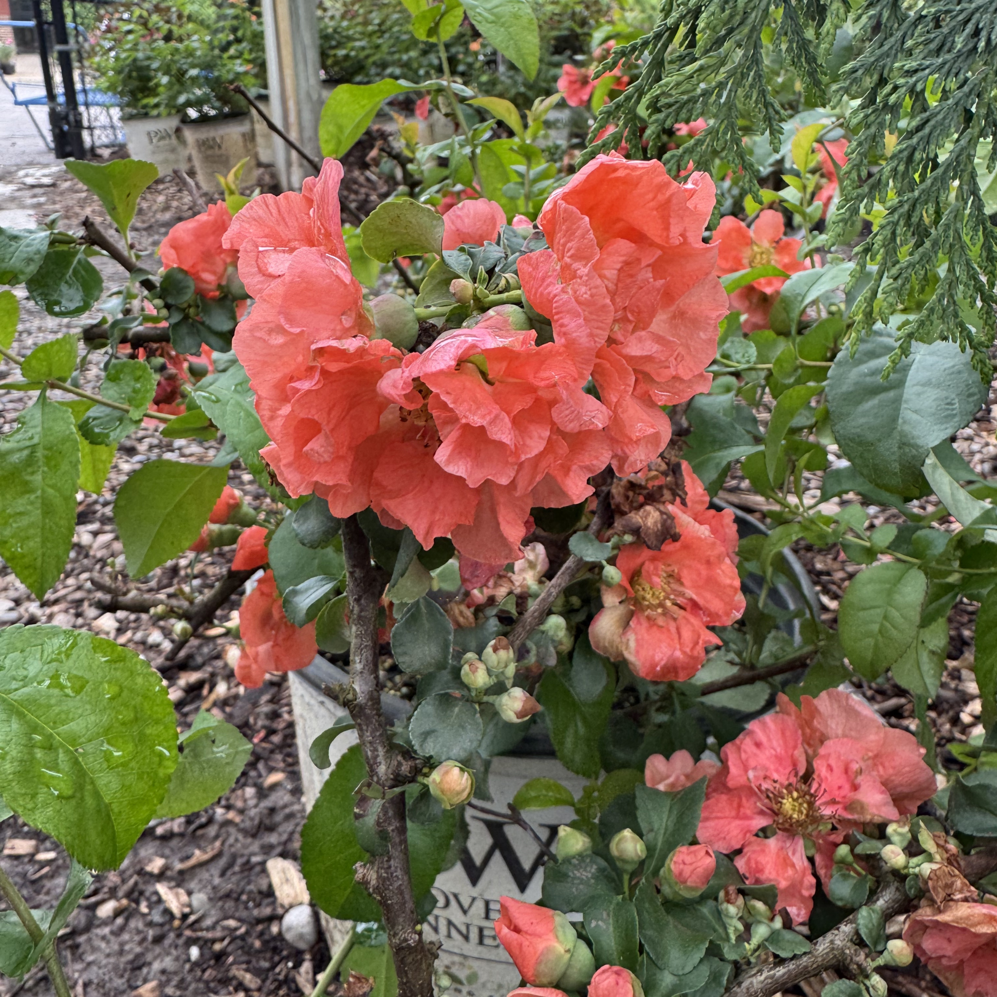 Double Take Peach Quince