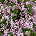 Dwarf Korean Lilac