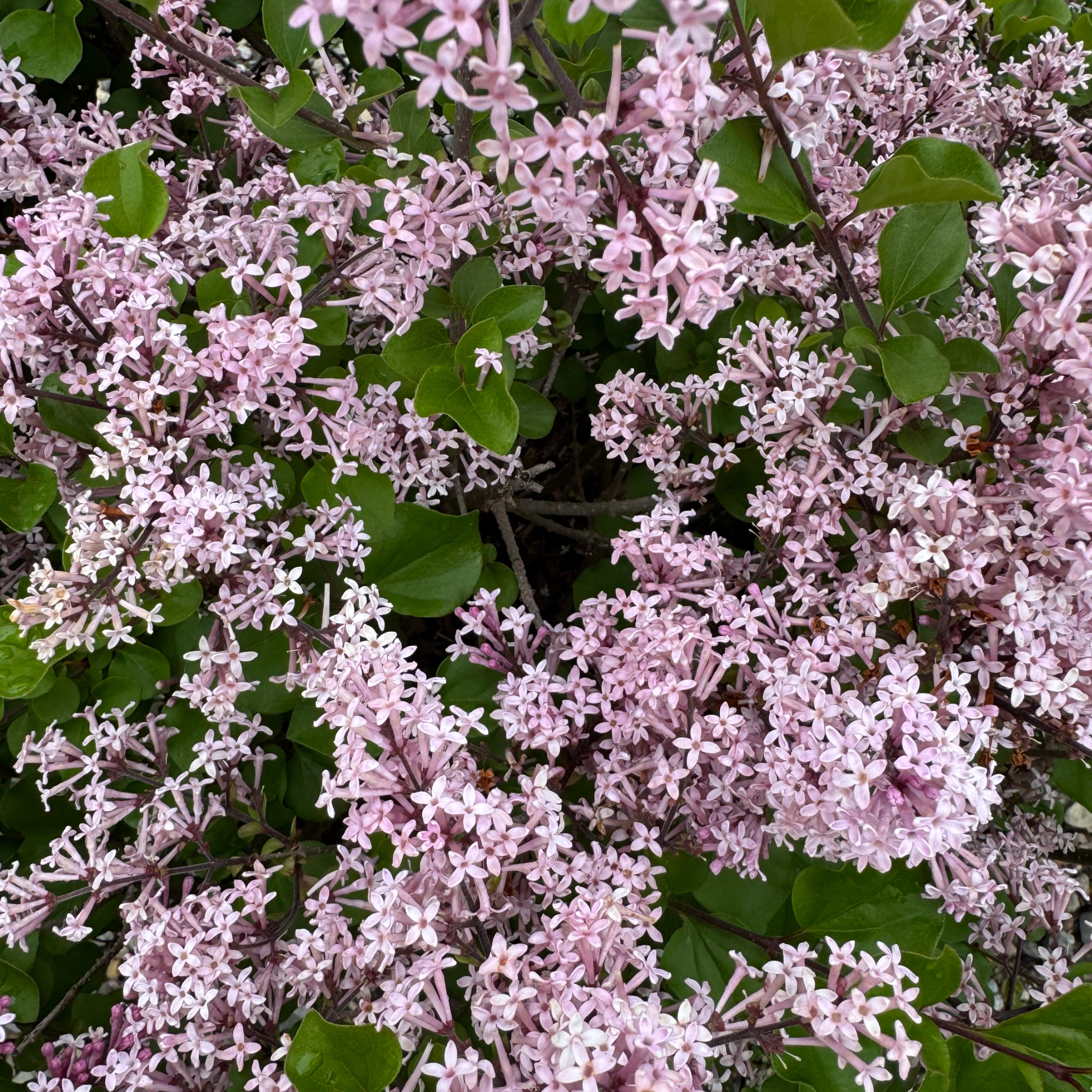 Dwarf Korean Lilac