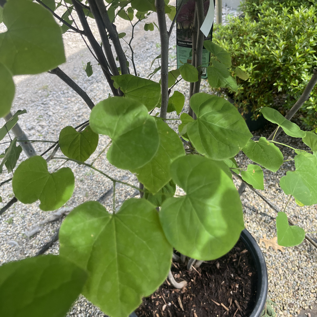 Eastern Redbud Multi-stem