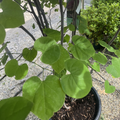 Eastern Redbud Multi-stem