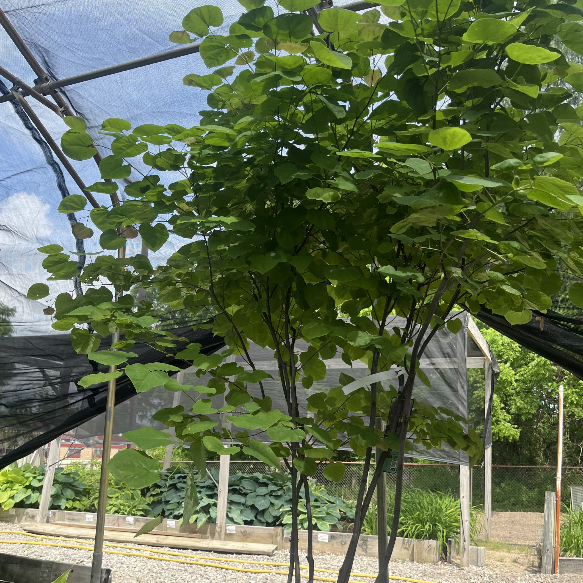 Eastern Redbud Multi-stem