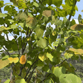 Eastern Redbud
