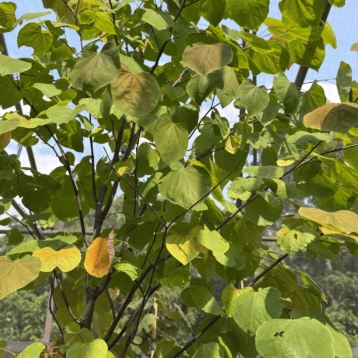 Eastern Redbud