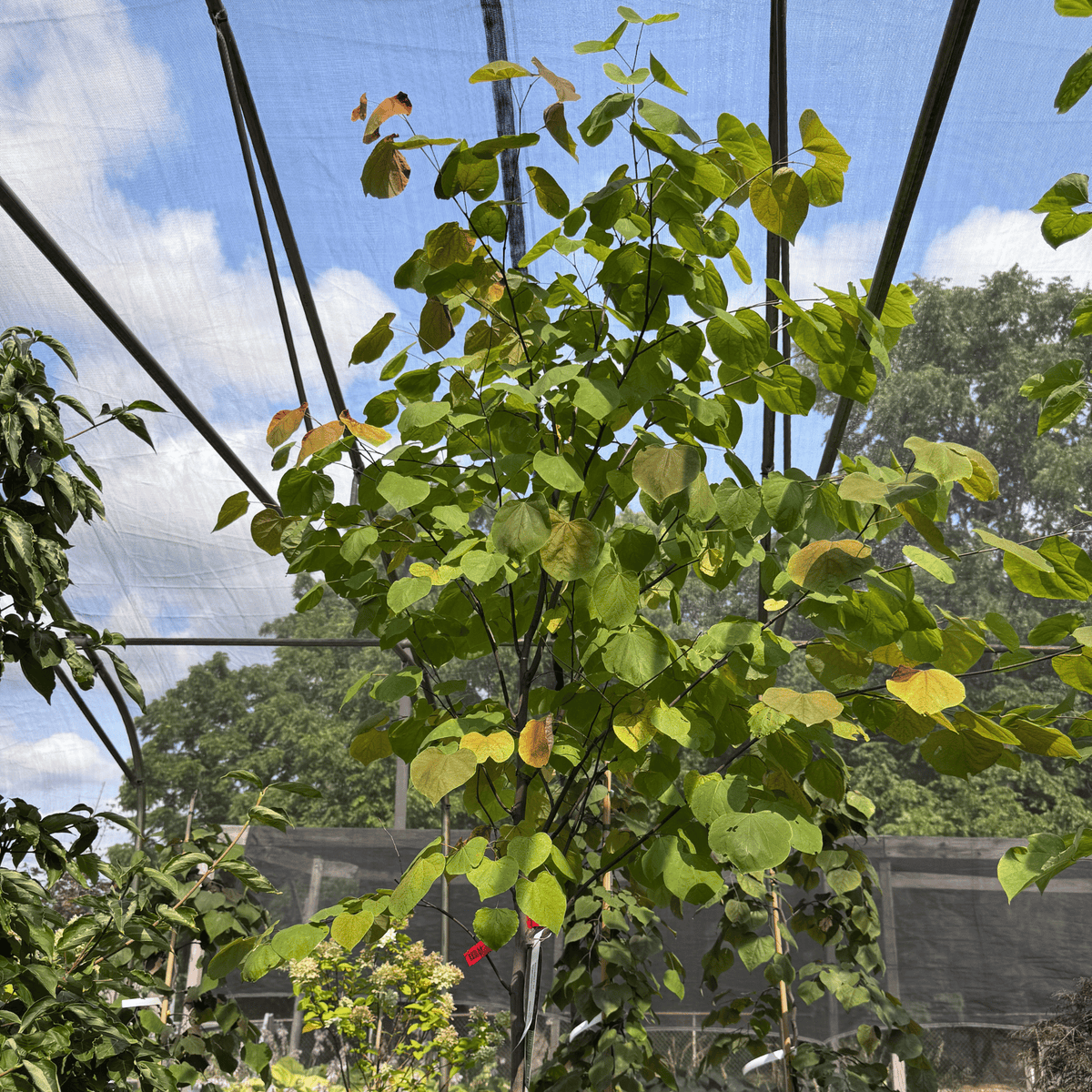 Eastern Redbud