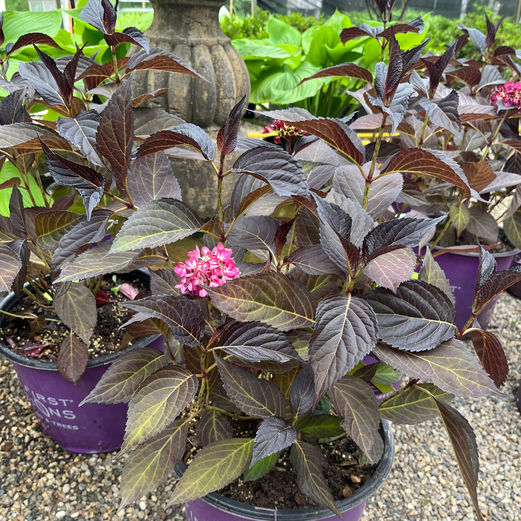 Eclipse Hydrangea