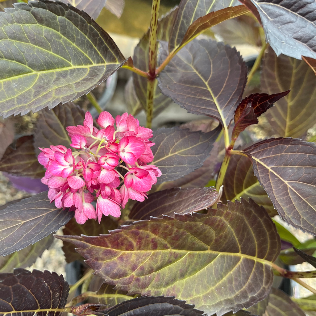 Eclipse Hydrangea