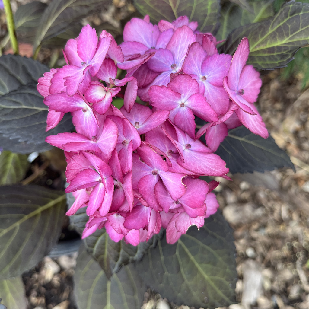 Eclipse Hydrangea