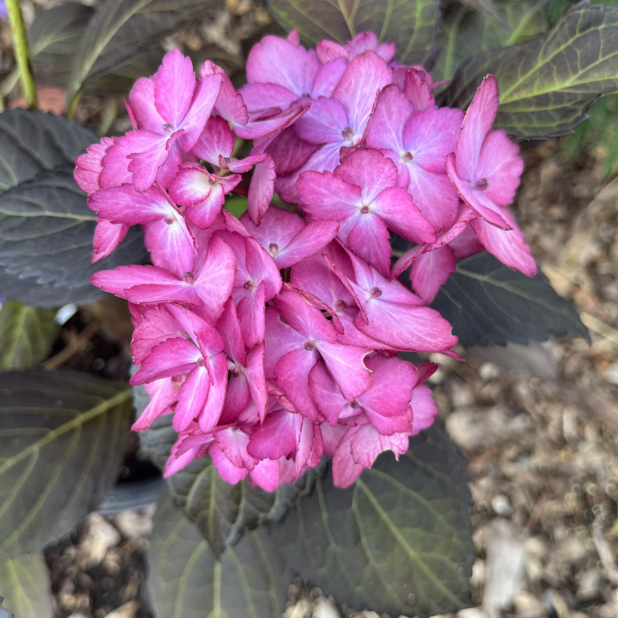 Eclipse Hydrangea