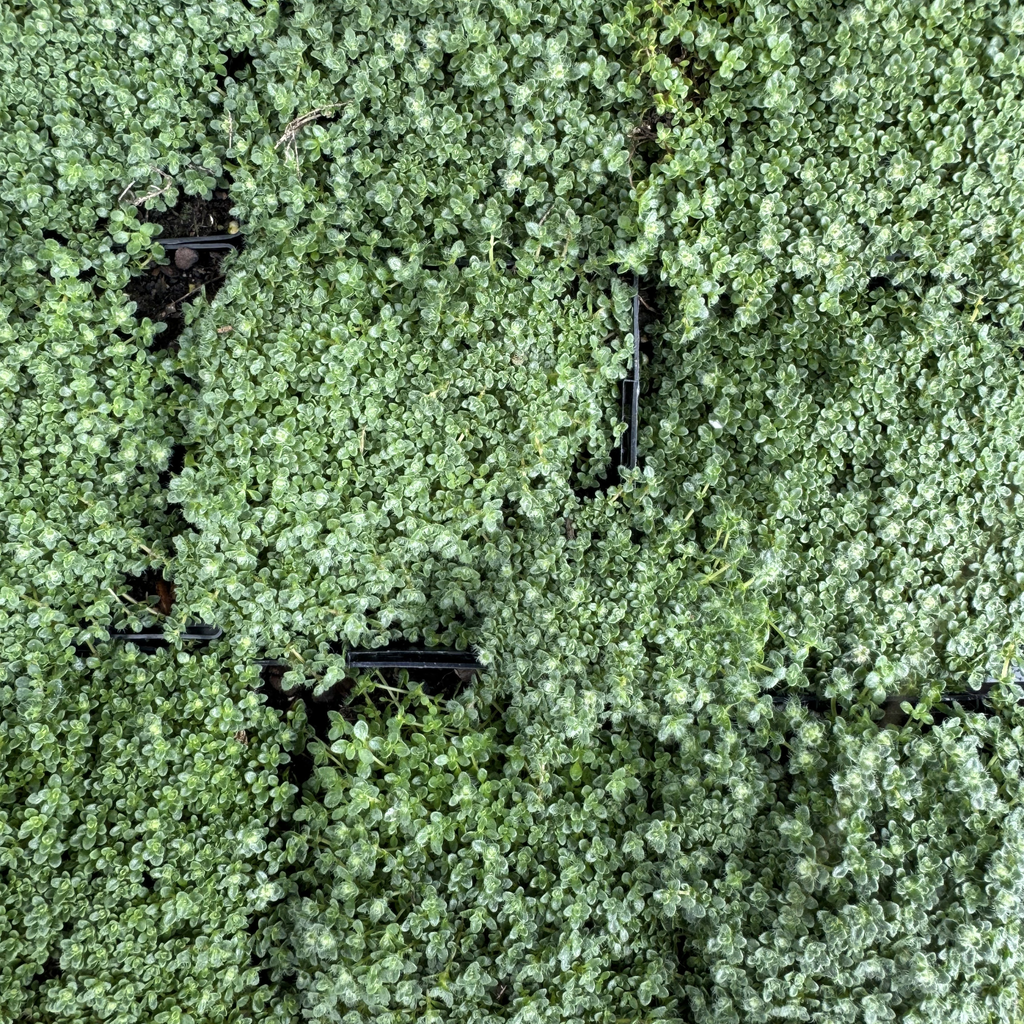 Elfin Creeping Thyme