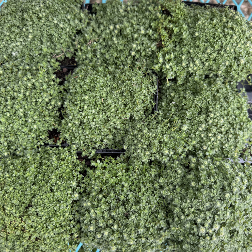 Elfin Creeping Thyme