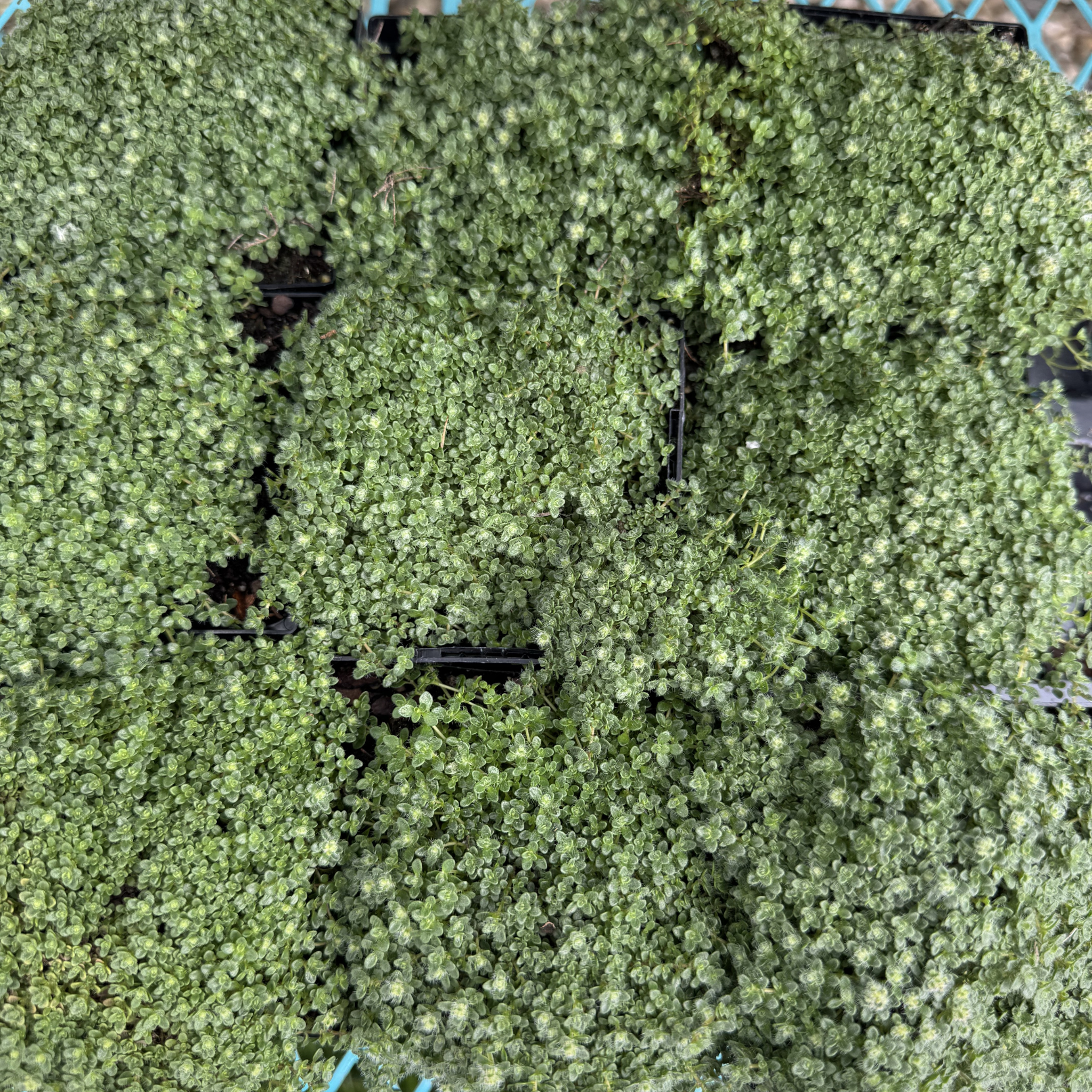 Elfin Creeping Thyme