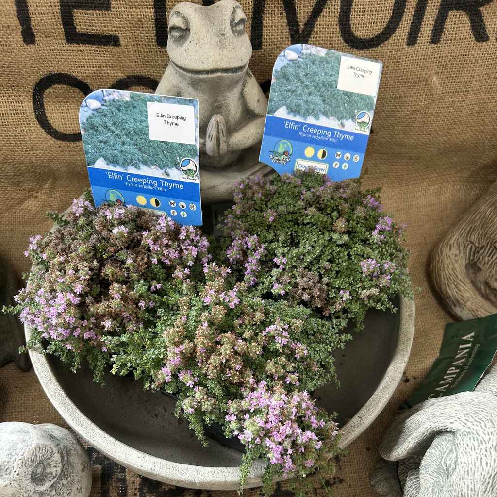 Elfin Creeping Thyme