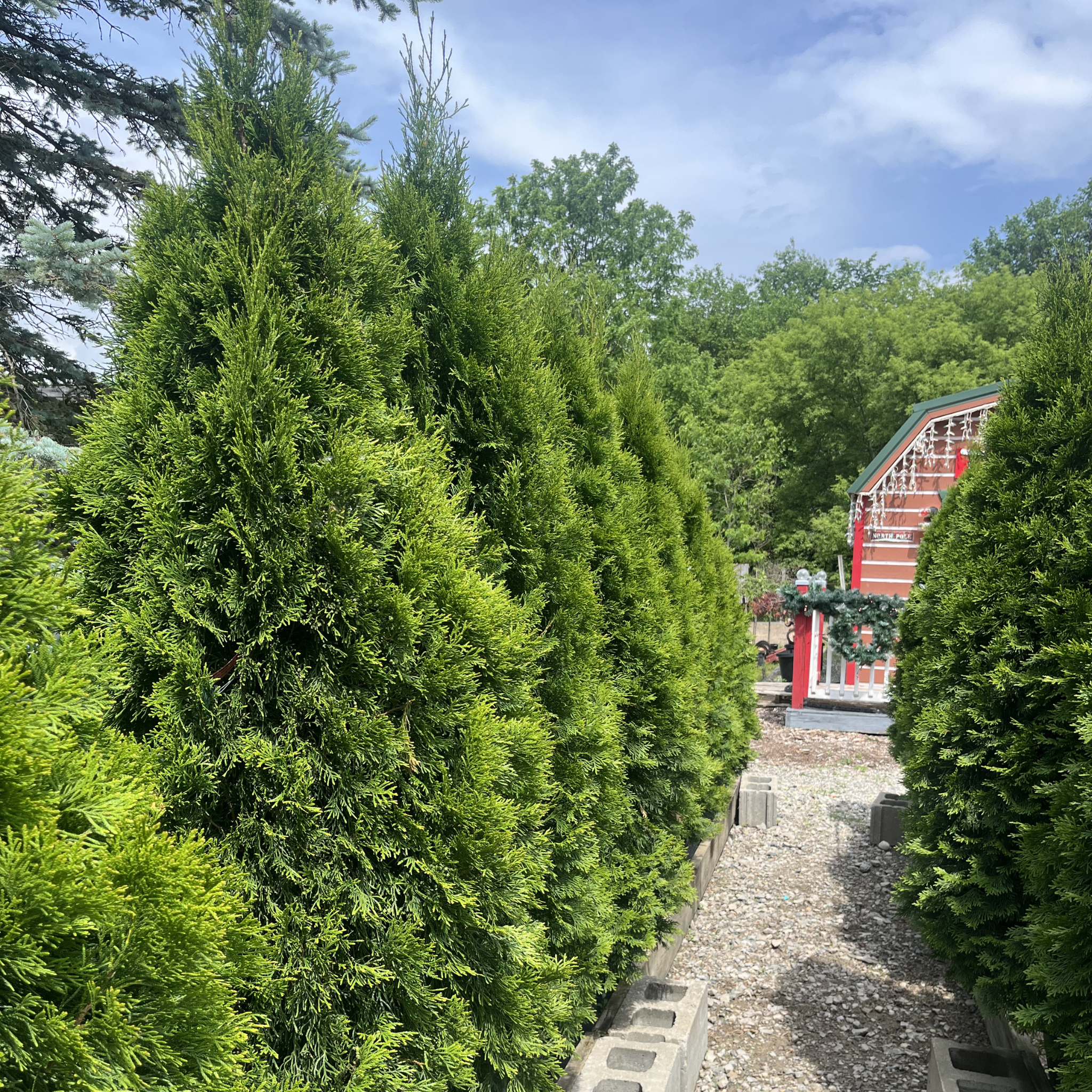 Emerald Green Arborvitae