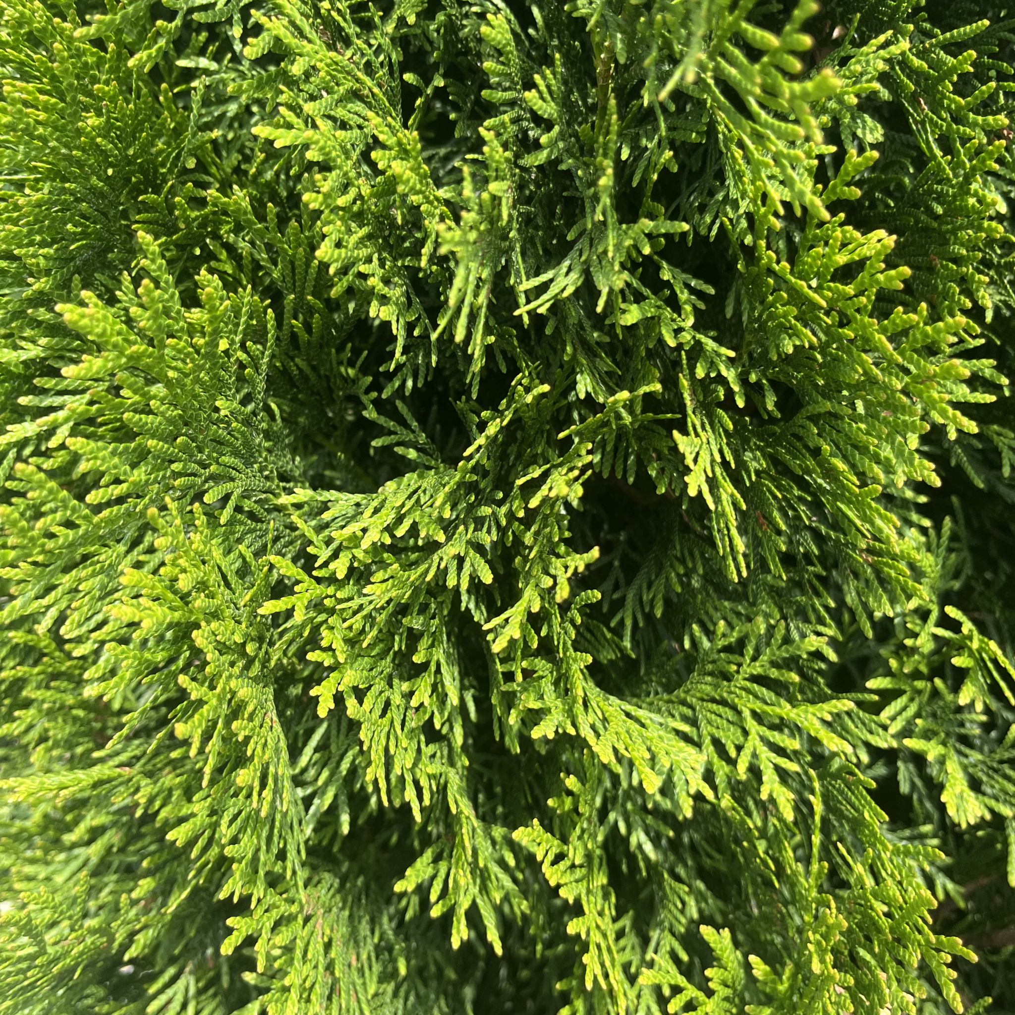 Emerald Green Arborvitae