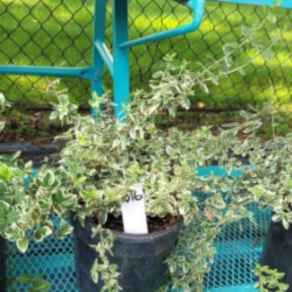 Emerald Gaiety  Euonymus