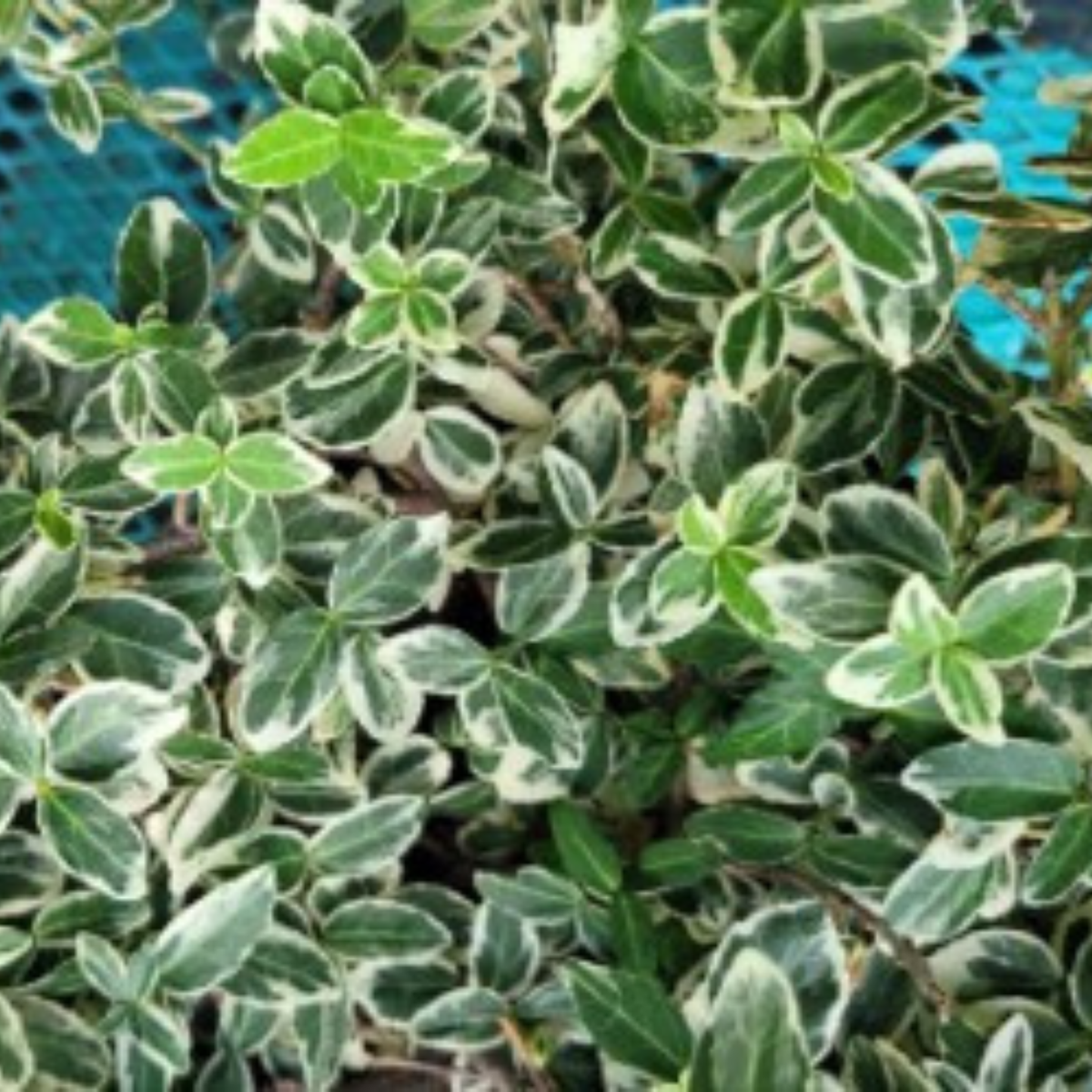 Emerald Gaiety  Euonymus