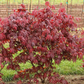 Emperor One Japanese Maple