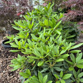 English Roseum Rhodo (Lavender bloom)